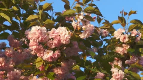 Blooming sakura tree 스톡 동영상 12405795