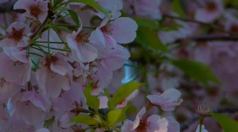 Blooming sakura tree 스톡 동영상 22572796