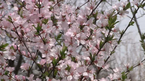 Blooming sakura tree 動画素材 22714307