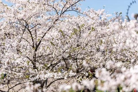 Blooming Sakura Tree Garden in Spring. Blurry Background. Stock Photos