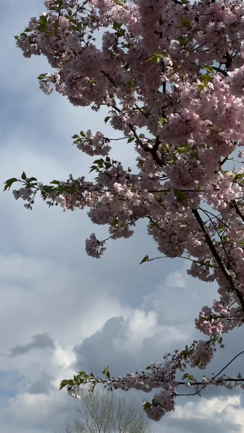 Blooming sakura tree with petals flying off in the wind. Vertical video Stock Footage 240920346