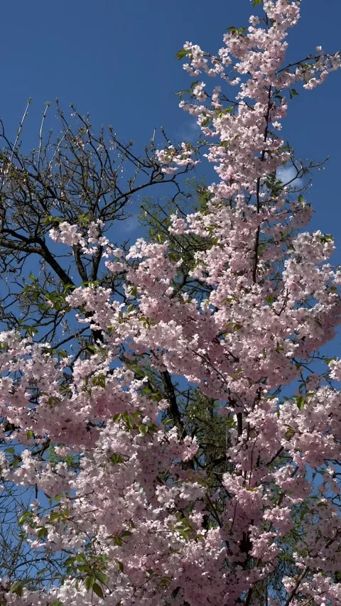 Blooming sakura tree shaking in the wind. Vertical video Stock Footage 240920316