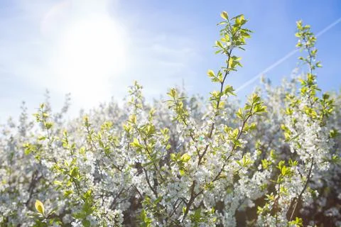 Blooming sakura tree on sky background in garden or park. 스톡 사진