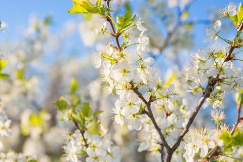 Blooming sakura tree on sky background in garden or park. 스톡 사진