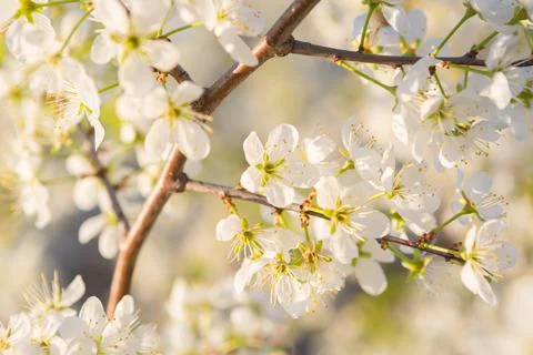 Blooming sakura tree on sky background in garden or park. Stock-Fotos