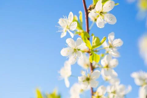 Blooming sakura tree on sky background in garden or park. Stock Photos