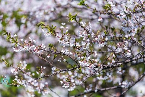 Blooming Sakura Tree in Spring. Lithuania, Vilnius. Stock Photos