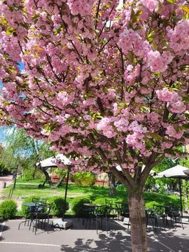 Blooming Sakura Tree in Spring Park Landscape Stock Photos
