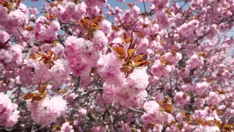 Blooming Sakura Tree Swaying in Spring Wind with Blue Sky, Japan Stock Footage 339009134