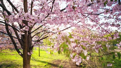 Blooming Sakura Trees in Minsk Hyperlapse 4K Stock-Footage 243555535