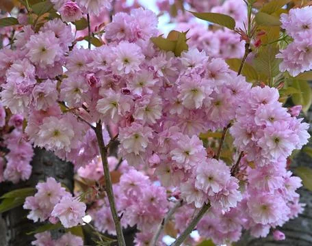 Blooming Sakura Trees Under Blue Sky for Family Walks and Spring Recreation Stock Photos