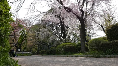Blooming sakura trees with white flowers in spring park, Tokyo, Japan Stock Footage 100356765