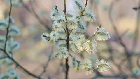 Blooming Salix Caprea Branches with Soft Fluffy Catkins in Spring Forest Cl.. Video stock 332439084