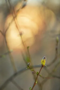 Blooming salix Stock Photos
