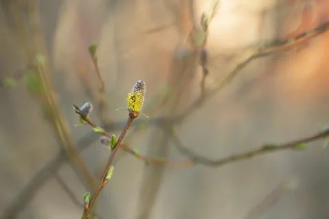 Blooming salix in springtime Stock Photos