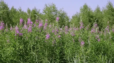 Blooming sally Stock Footage 43737285