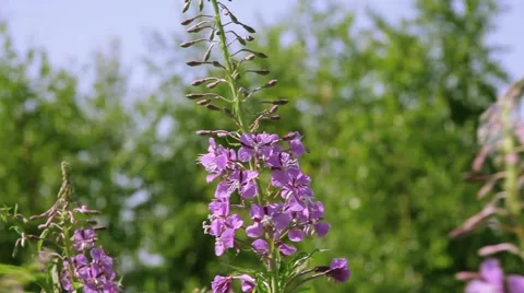 Blooming sally Stock Footage 43737366