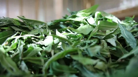 Blooming sally Stock Footage 43737434