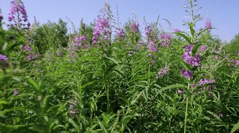 Blooming sally Stock Footage 43737554