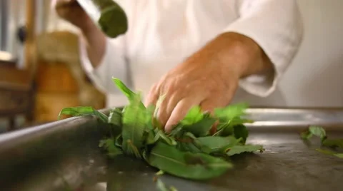 Blooming sally Stock Footage 43738093