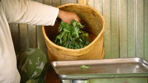 Blooming sally Stock Footage 43738108