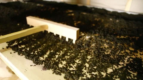 Blooming sally Stock Footage 43738116