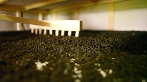 Blooming sally Stock Footage 43738134