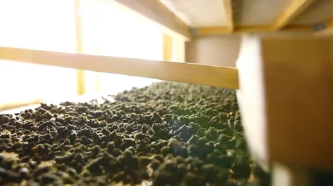 Blooming sally Stock Footage 43738139