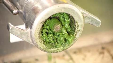 Blooming sally 스톡 동영상 43738233