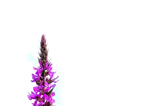 Blooming Sally Stock Photos