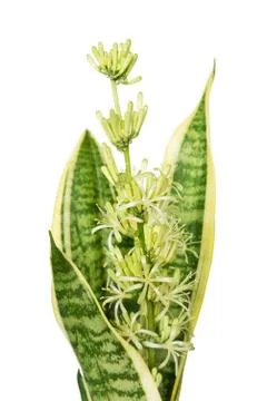 Blooming Sansevieria Foto stock