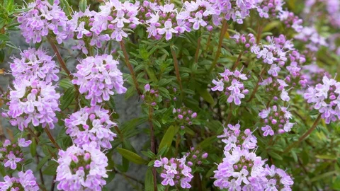 Blooming Savory Stock Footage 129258861