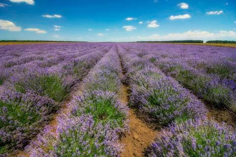 Blooming scented fields Stock Photos