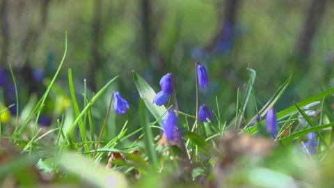 Blooming scilla flower on blurred background in early spring forest. Video stock 338353935