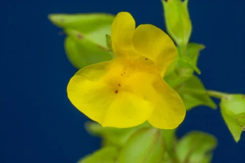 Blooming seep monkeyflower, common yellow monkeyflower. Timelapse colour key. Stock Footage 107297743