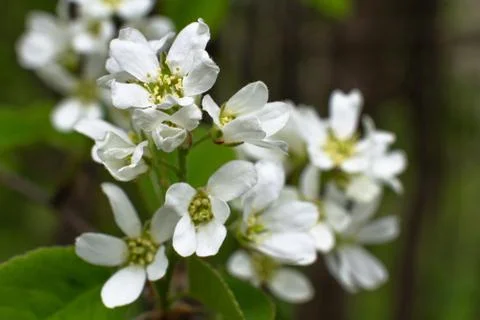 Blooming shadberry Stock Photos