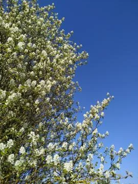 Blooming shadberry tree against a cloudless blue sky Stock Photos