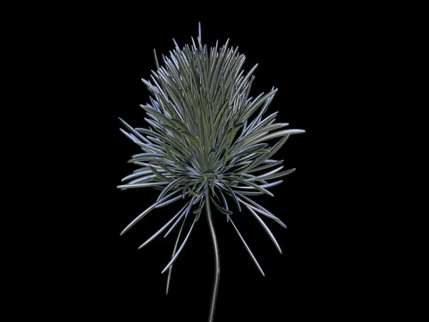Blooming shiny metallic chrome 3d flower Stock Footage 76085726