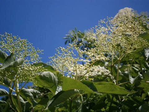 Blooming shrub 写真素材