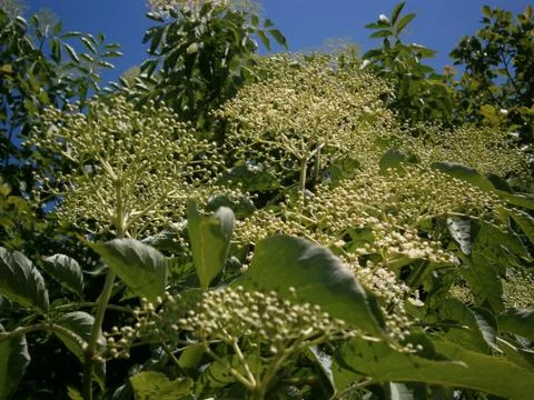 Blooming shrub Stock Photos
