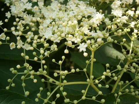 Blooming shrub Foto stock