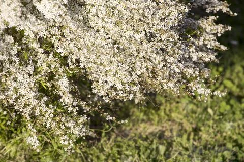 Blooming shrub, white tiny flowers with green grass background. Stock Photos