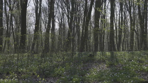 Blooming shrubs in spring, 8K Stock Footage 164182550