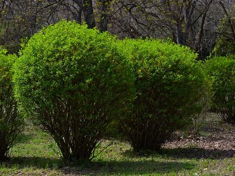 The blooming shrubs with young foliage in the park. Stock Photos