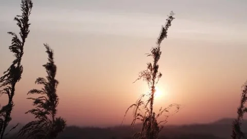 Blooming silhouette soft grass flowers field is blowing in the wind Stock Footage 254249108