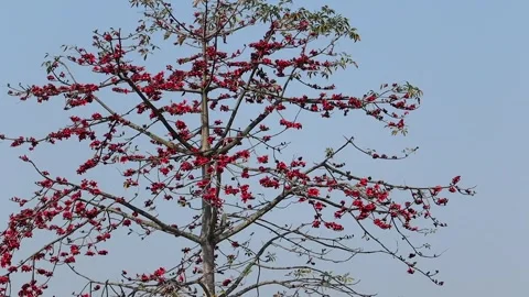 Blooming silk cotton tree with bright red flowers against clear sky Stock Footage 330704743