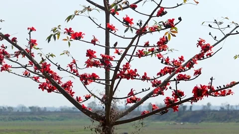 Blooming silk cotton tree with red flowers in rural landscape Stock Footage 330704999