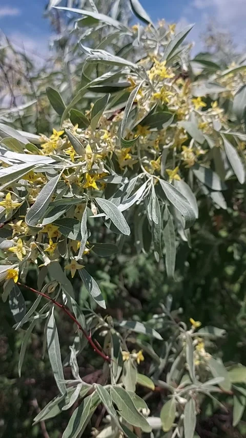 Blooming silver olive. Yellow fragrant silver olive flowers Stock Footage 317997831