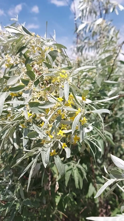 Blooming silver olive. Yellow fragrant silver olive flowers 스톡 동영상 317997859