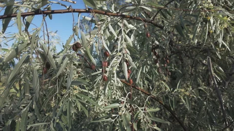 A blooming Silverberry or Oleaster tree covered in small flowers, leaves, and Stock Footage 327219183